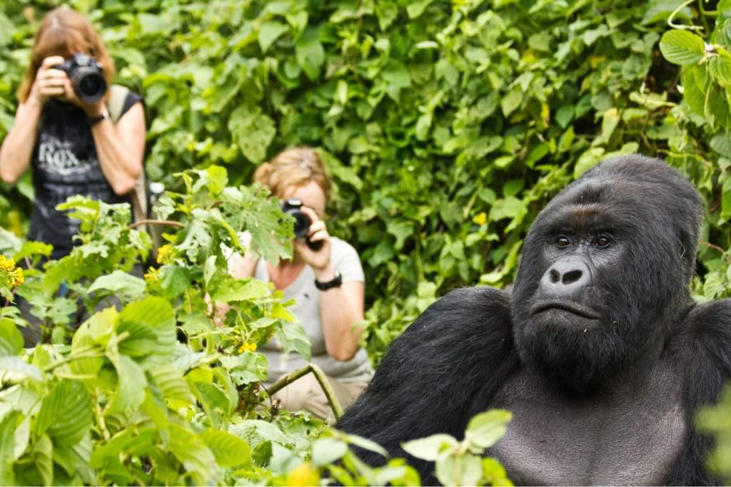 Gorilla & Lakes Escape