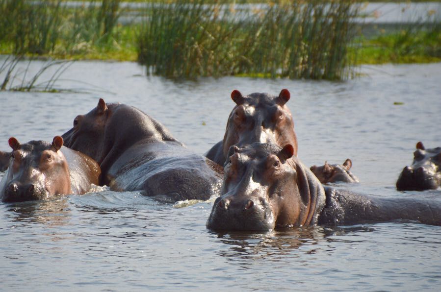Pearl of Africa Safari