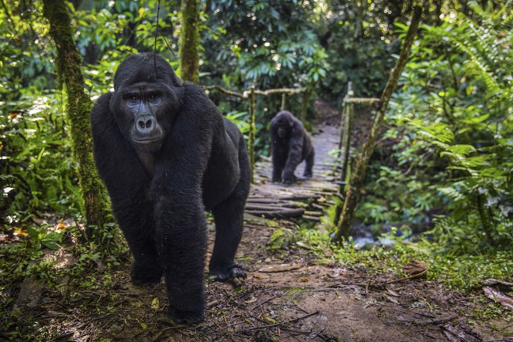 Gorilla & Lakes Escape