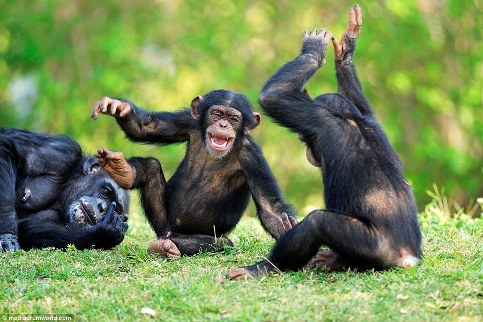 Primates of Uganda Safari