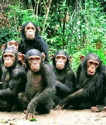 Great Apes Expedition