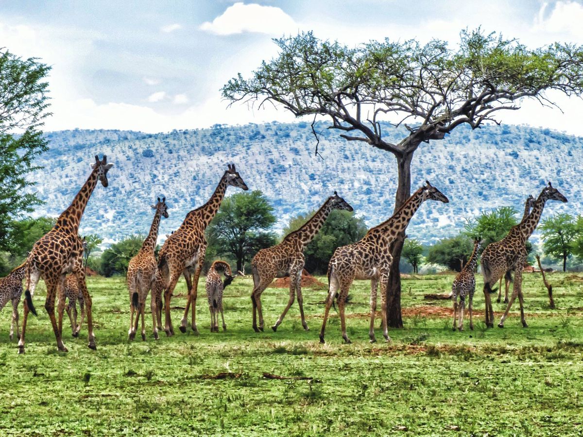 Uganda Wilderness Safari